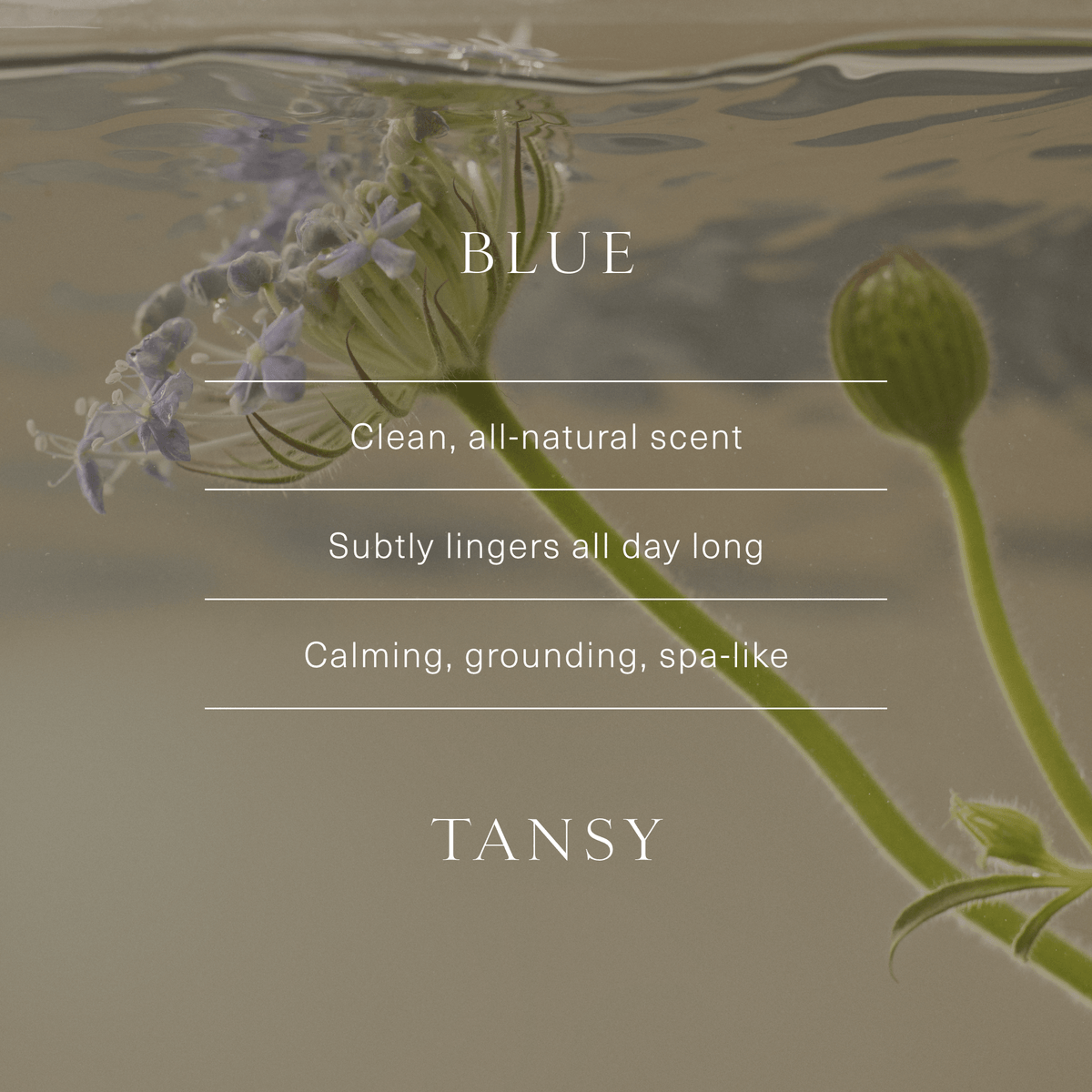 Microbiome Balancing Deodorant - Oak Essentials