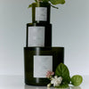 Jasmine Damask Rose Candle