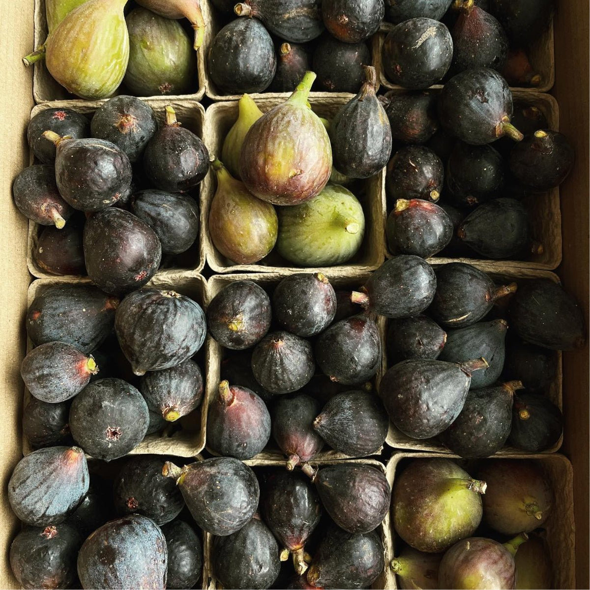 Fig Balsamic and Heritage Extra Virgin Olive Oil - Flamingo Estate