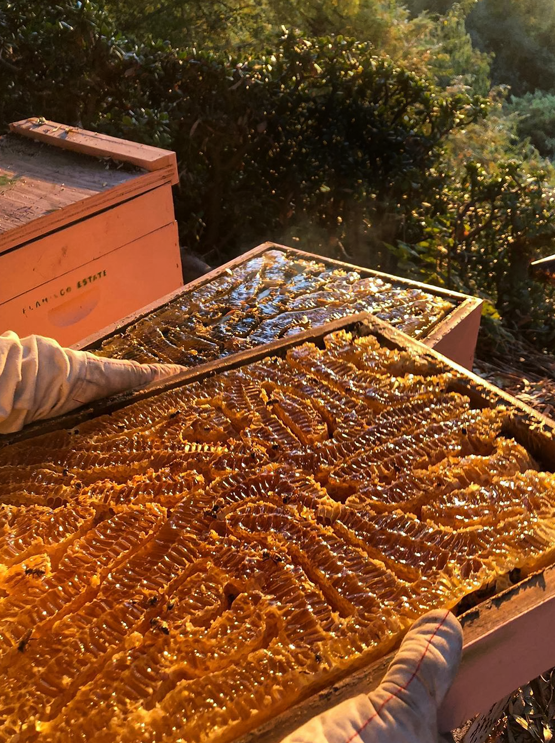 CA Native Mountain Wildflower Honey