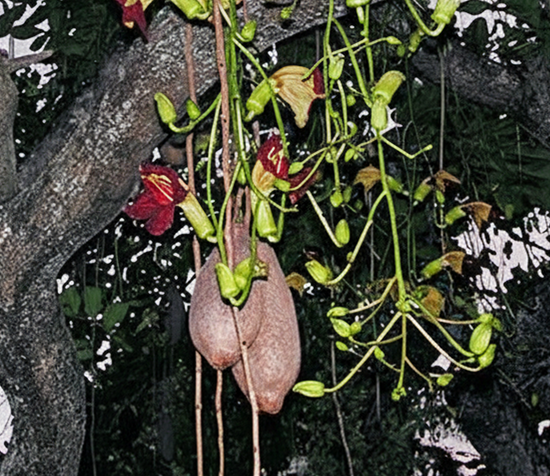 Kigelia Africana