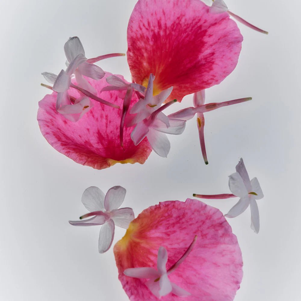Jasmine Damask Rose Rich Cream - Thirteen LuneFlamingo EstateFLAM-JDRRC-50994Jasmine Damask Rose Rich Cream